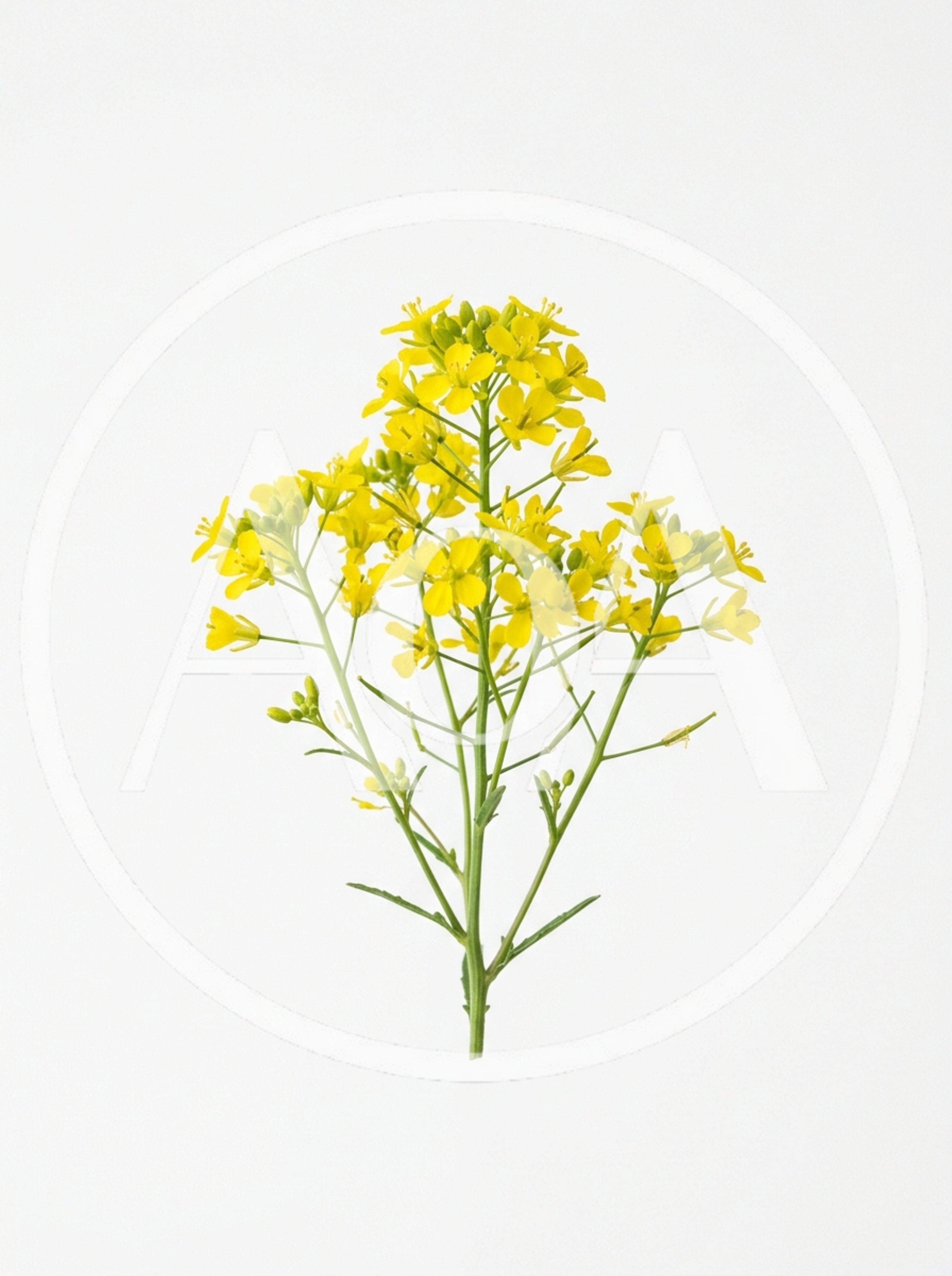 Yellow Rapeseed Flowers Isolated On White Background