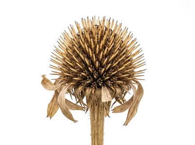 Dried Coneflower Seed Head Isolated On White