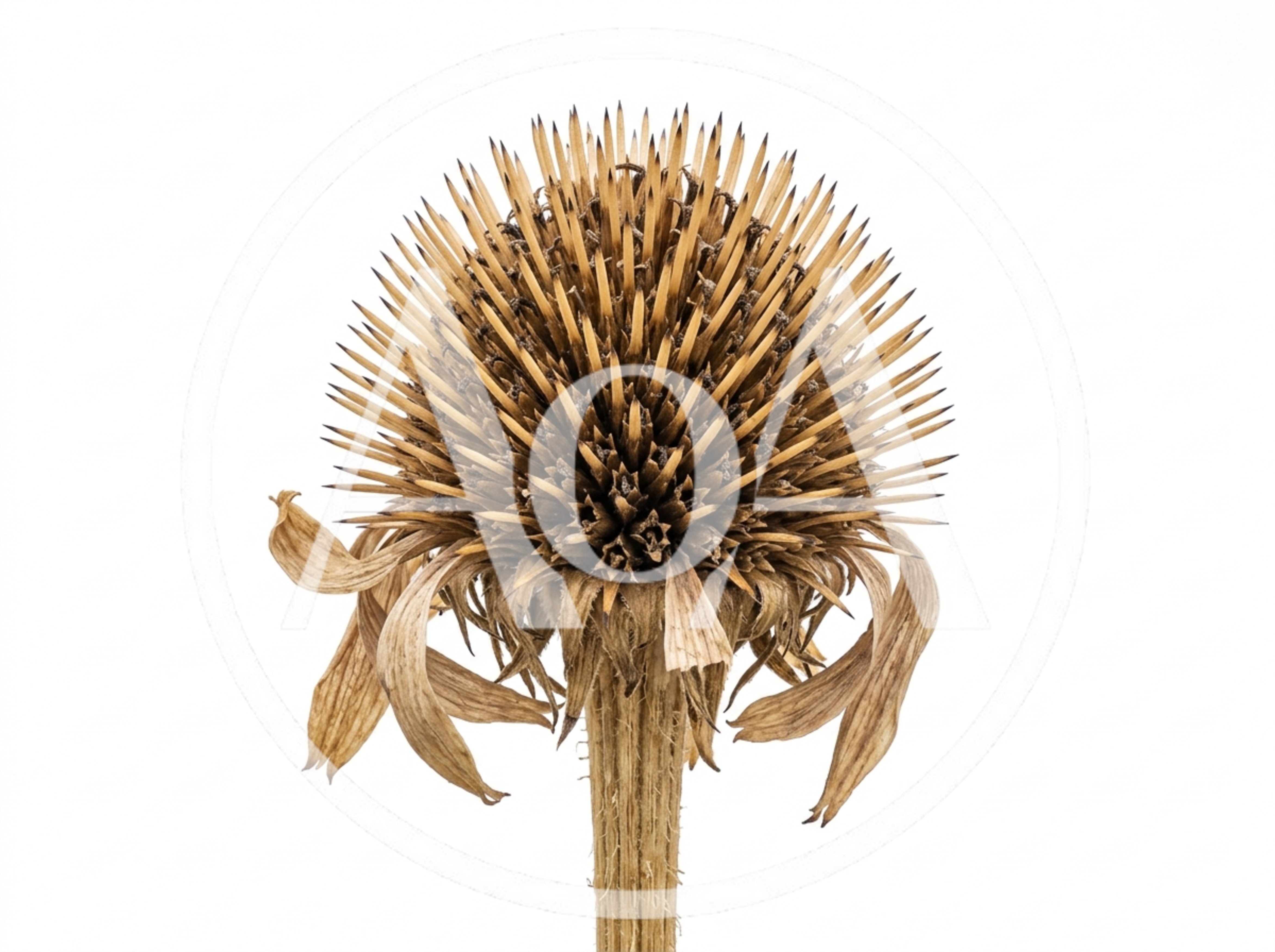 Dried Coneflower Seed Head Isolated On White