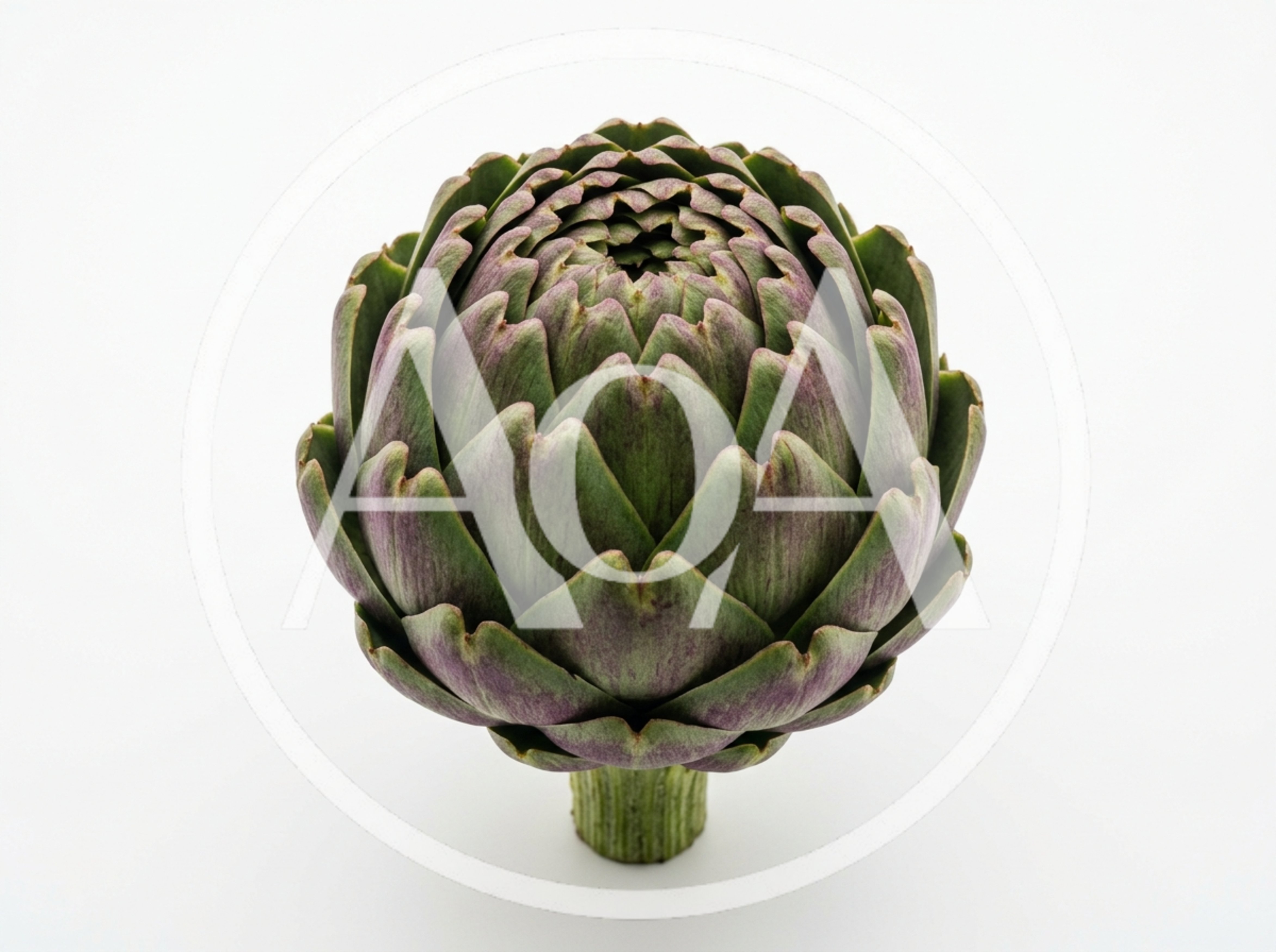 Fresh Globe Artichoke Isolated On White Background