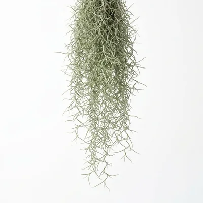 Spanish Moss Hanging Plant Isolated On White Background