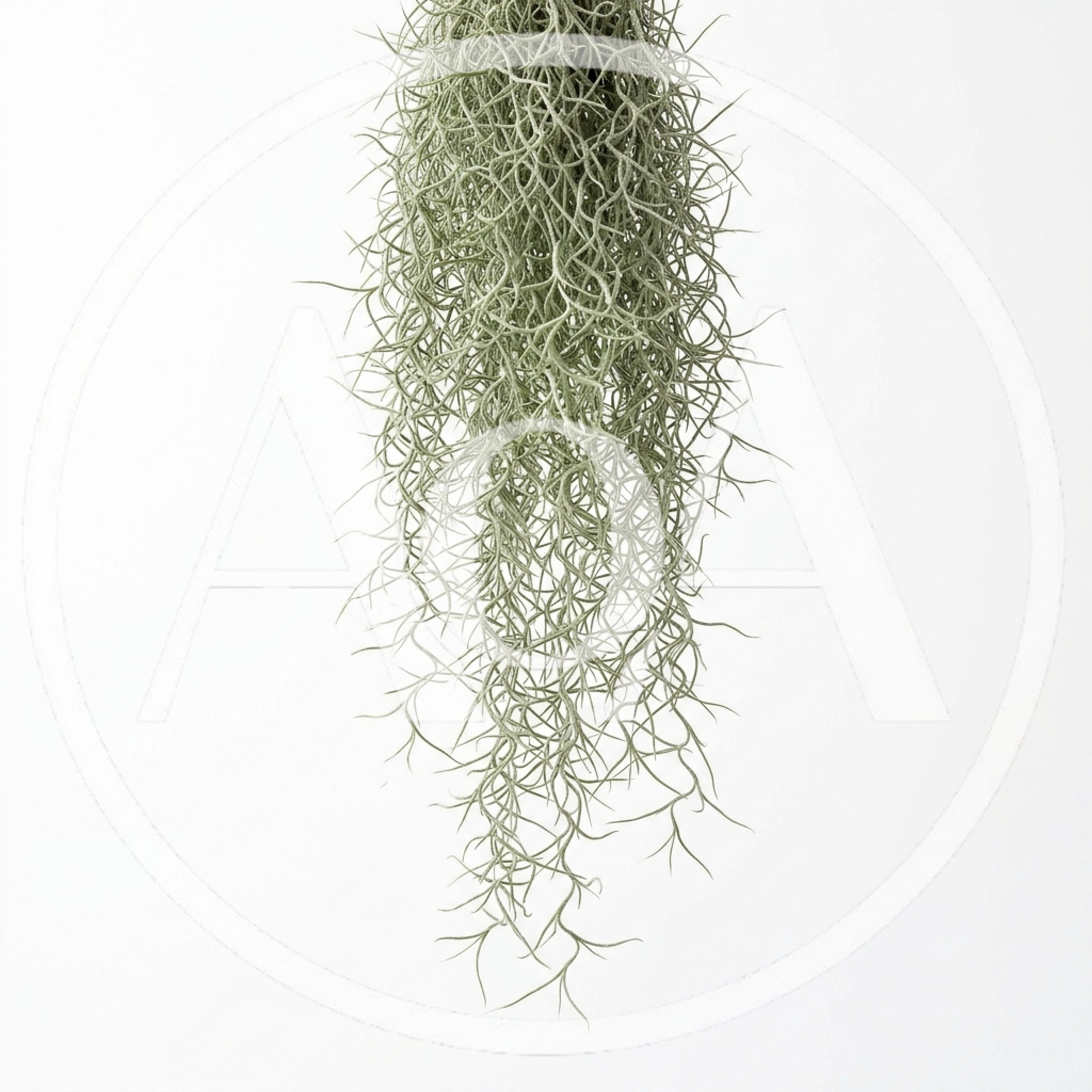 Spanish Moss Hanging Plant Isolated On White Background