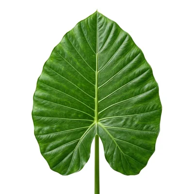 Large Green Elephant Ear Leaf Isolated On White