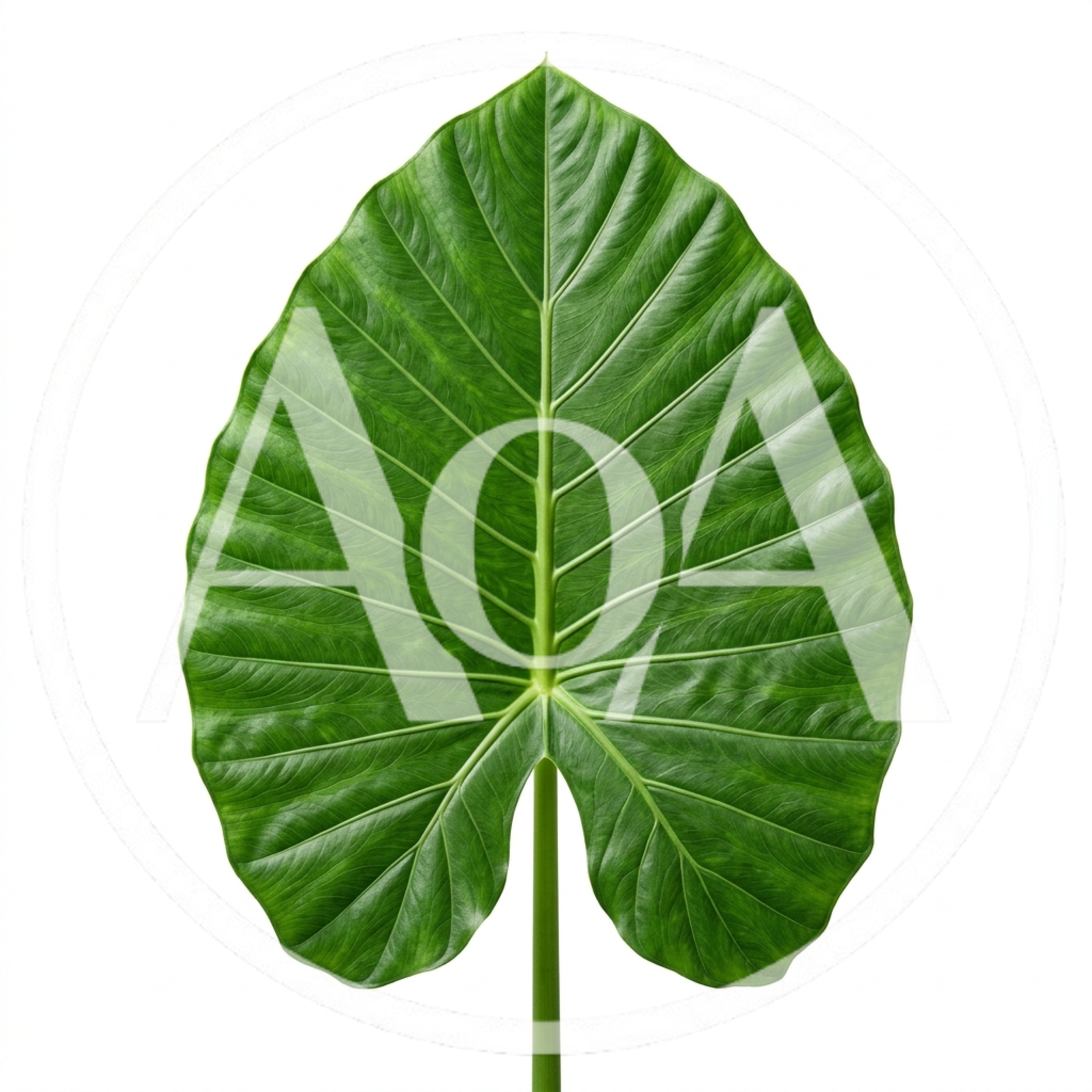 Large Green Elephant Ear Leaf Isolated On White