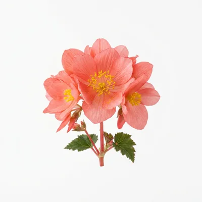 Pink Begonia Flower Cluster on White Background