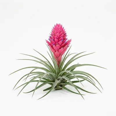 Pink Tillandsia Bromeliad Plant on White Background