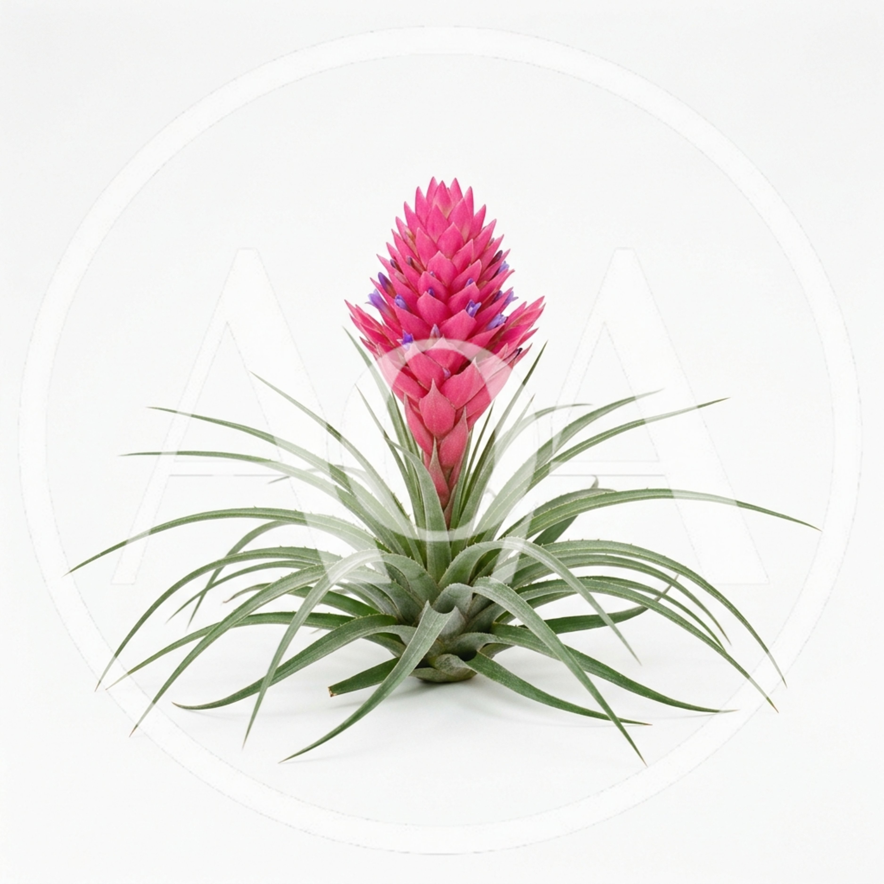 Pink Tillandsia Bromeliad Plant on White Background