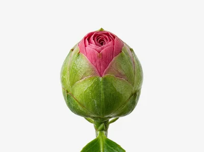 Close Up Of A Pink Rose Bud