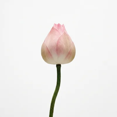 Single Pink Lotus Flower Bud On White Background