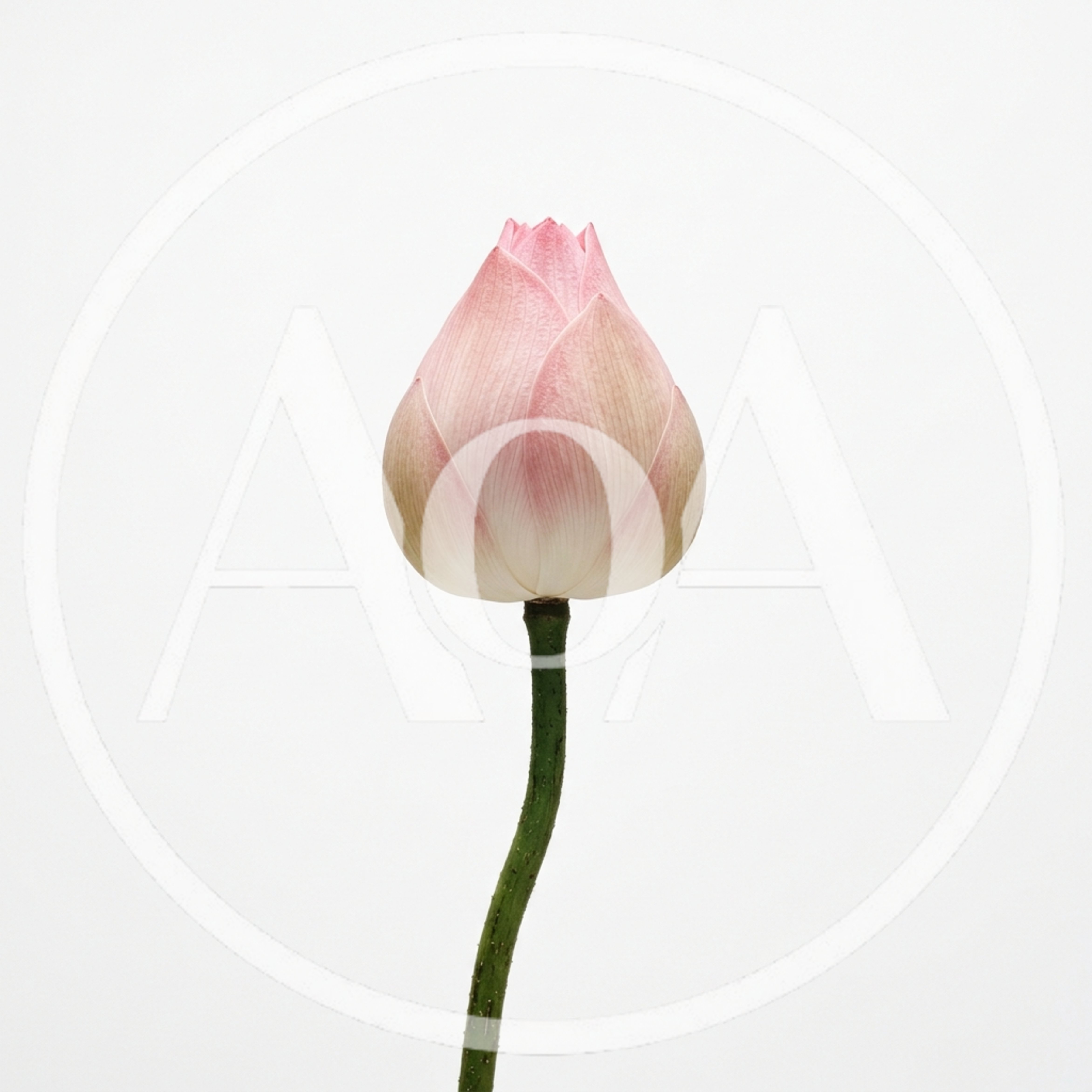 Single Pink Lotus Flower Bud On White Background
