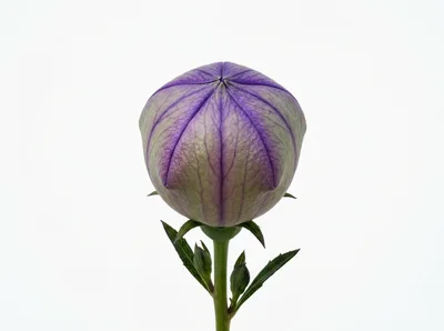 Balloon Flower Bud Isolated On White Background
