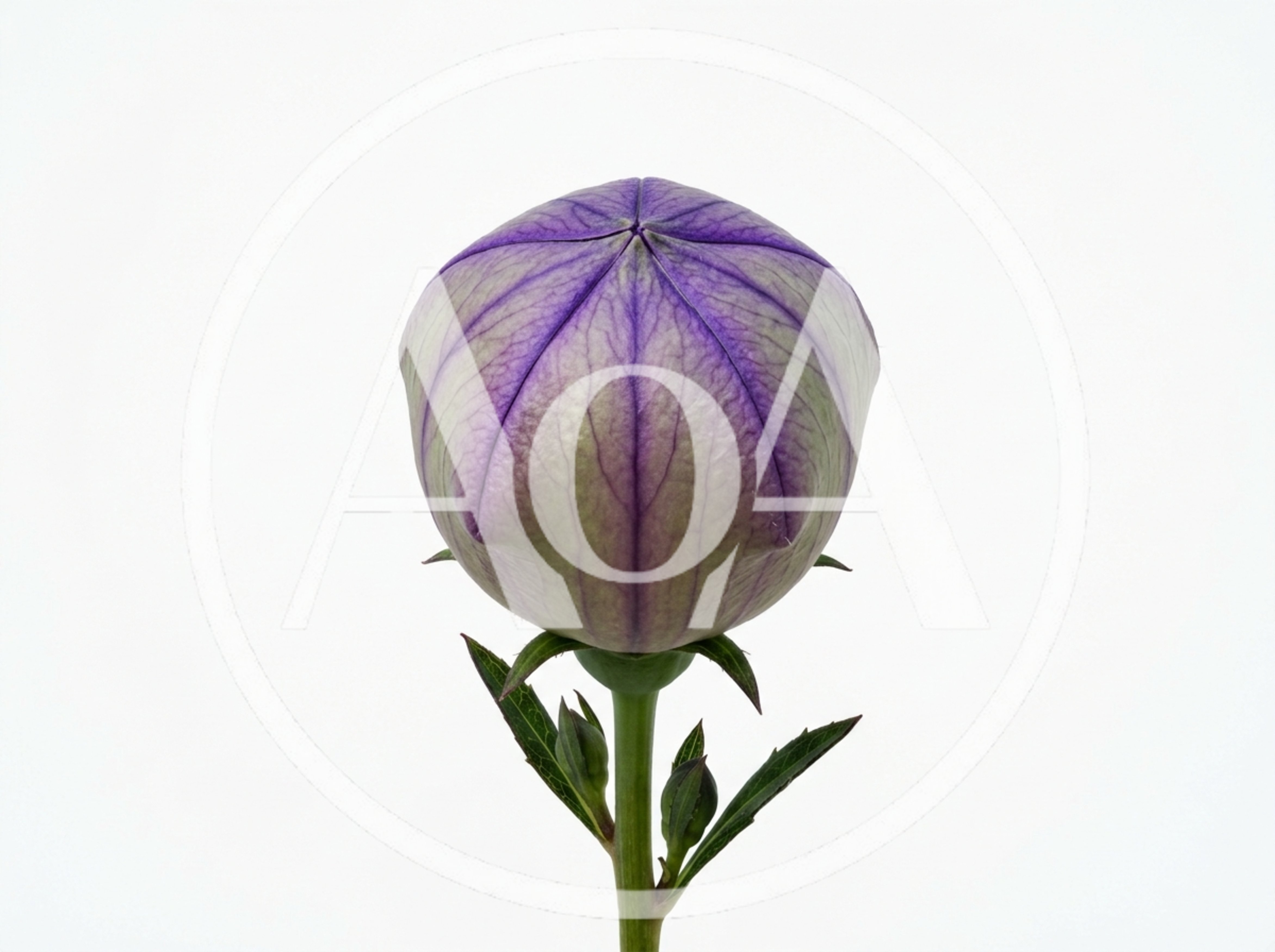 Balloon Flower Bud Isolated On White Background