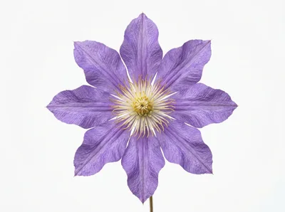 Single Purple Clematis Flower Isolated On White Background
