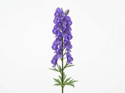Aconitum Napellus Flower Spike Isolated On White Background
