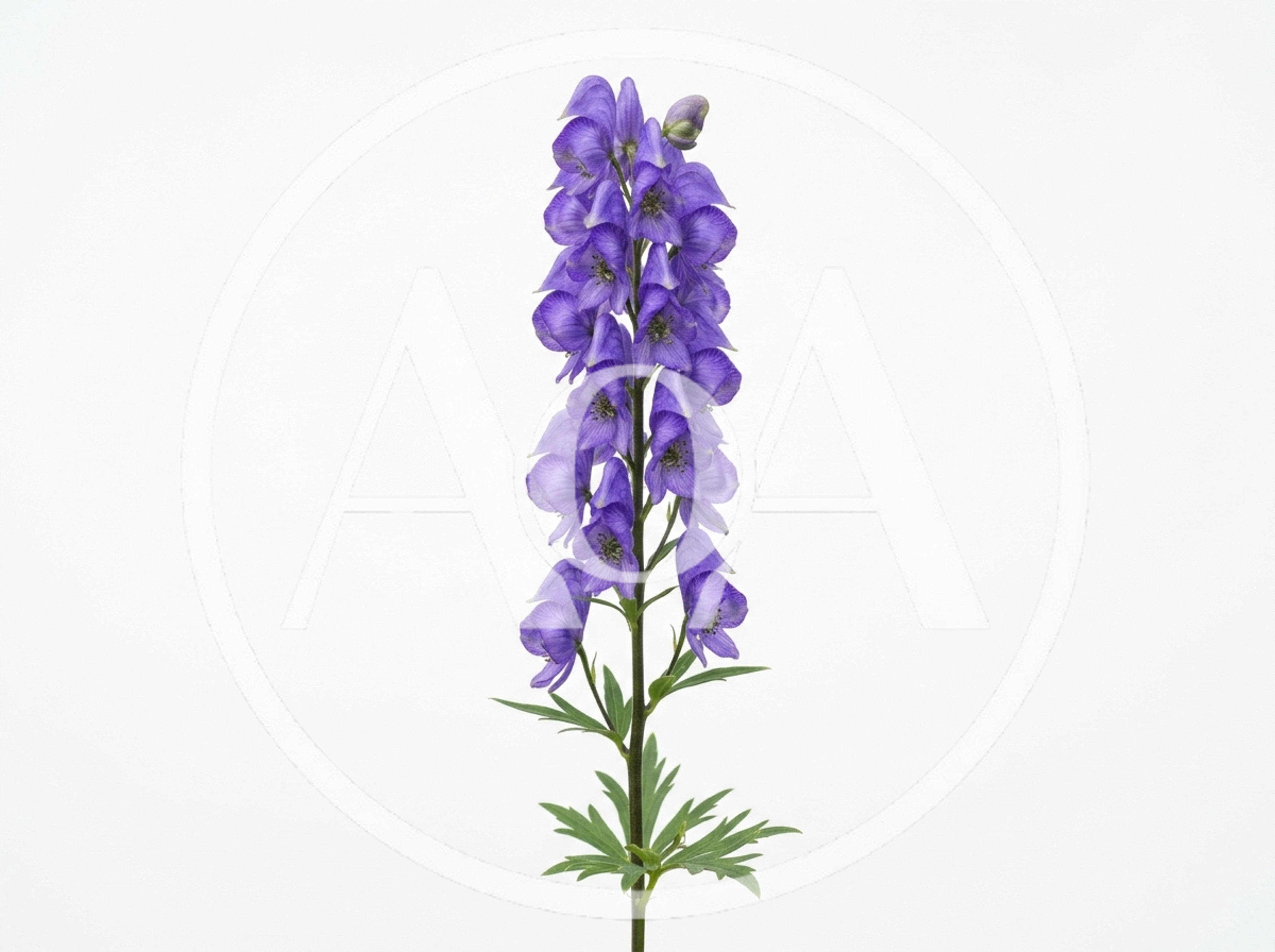 Aconitum Napellus Flower Spike Isolated On White Background