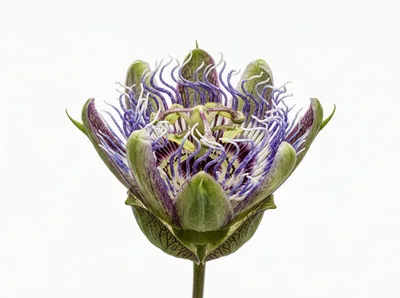 Close Up Of A Passion Flower Bloom