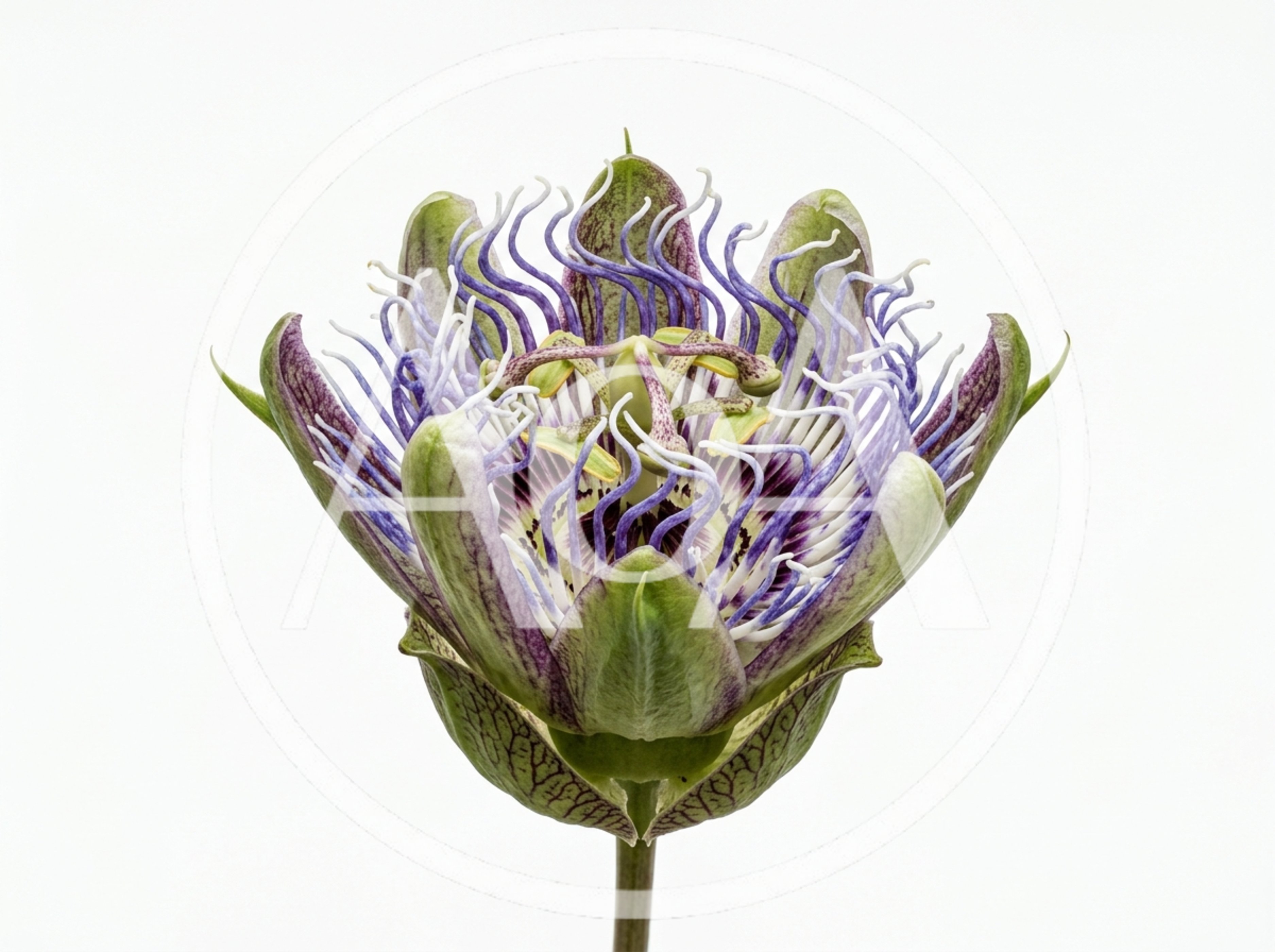 Close Up Of A Passion Flower Bloom