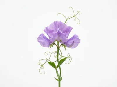 Single Purple Sweet Pea Flower Stem