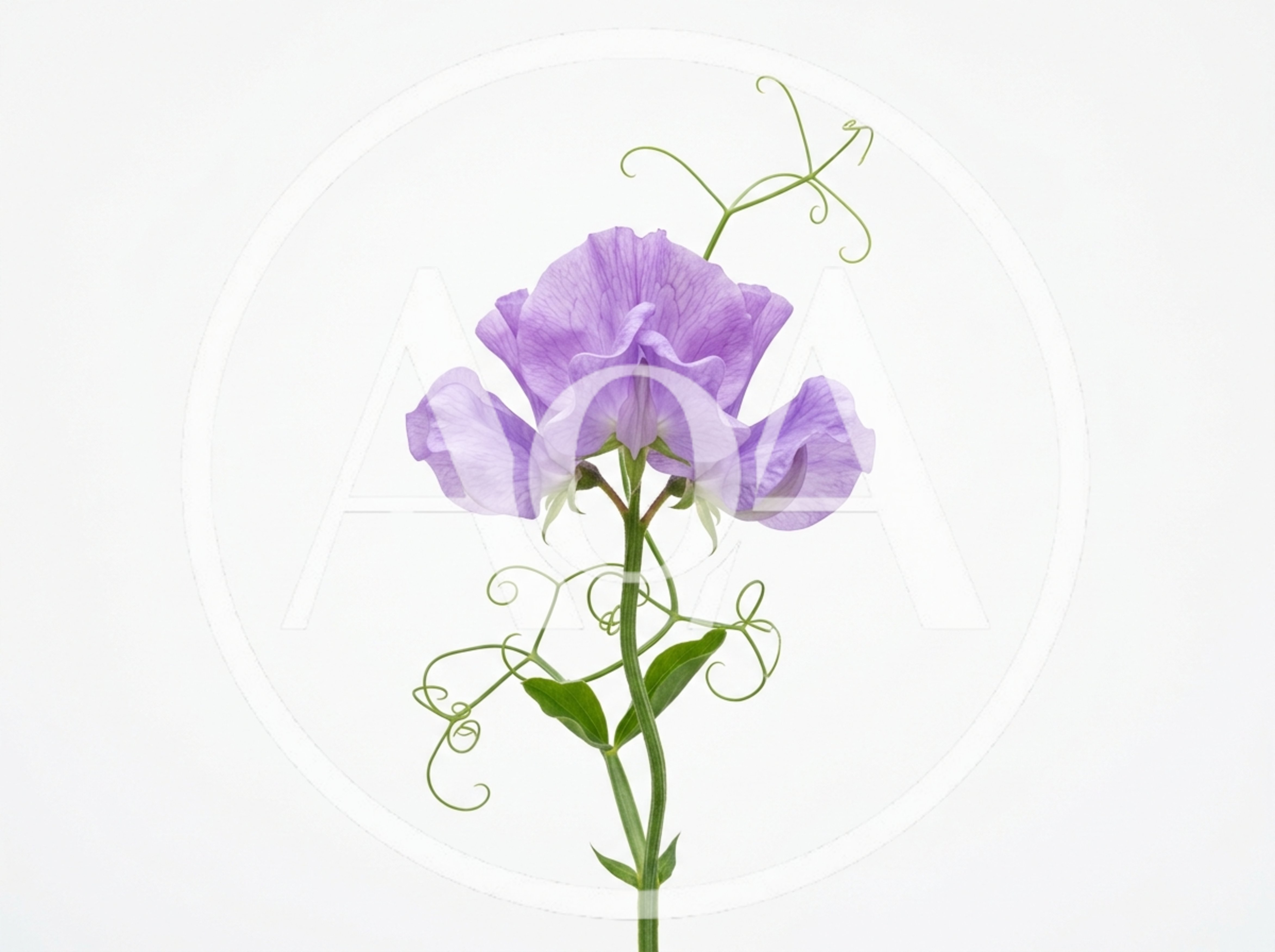 Single Purple Sweet Pea Flower Stem
