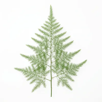 Single Asparagus Fern Frond Isolated On White Background