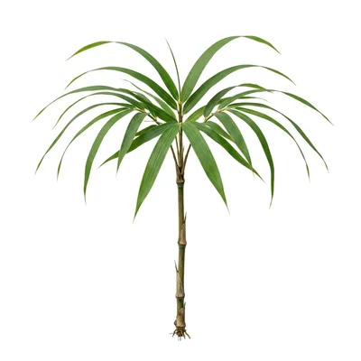 Small Bamboo Plant Isolated On White Background