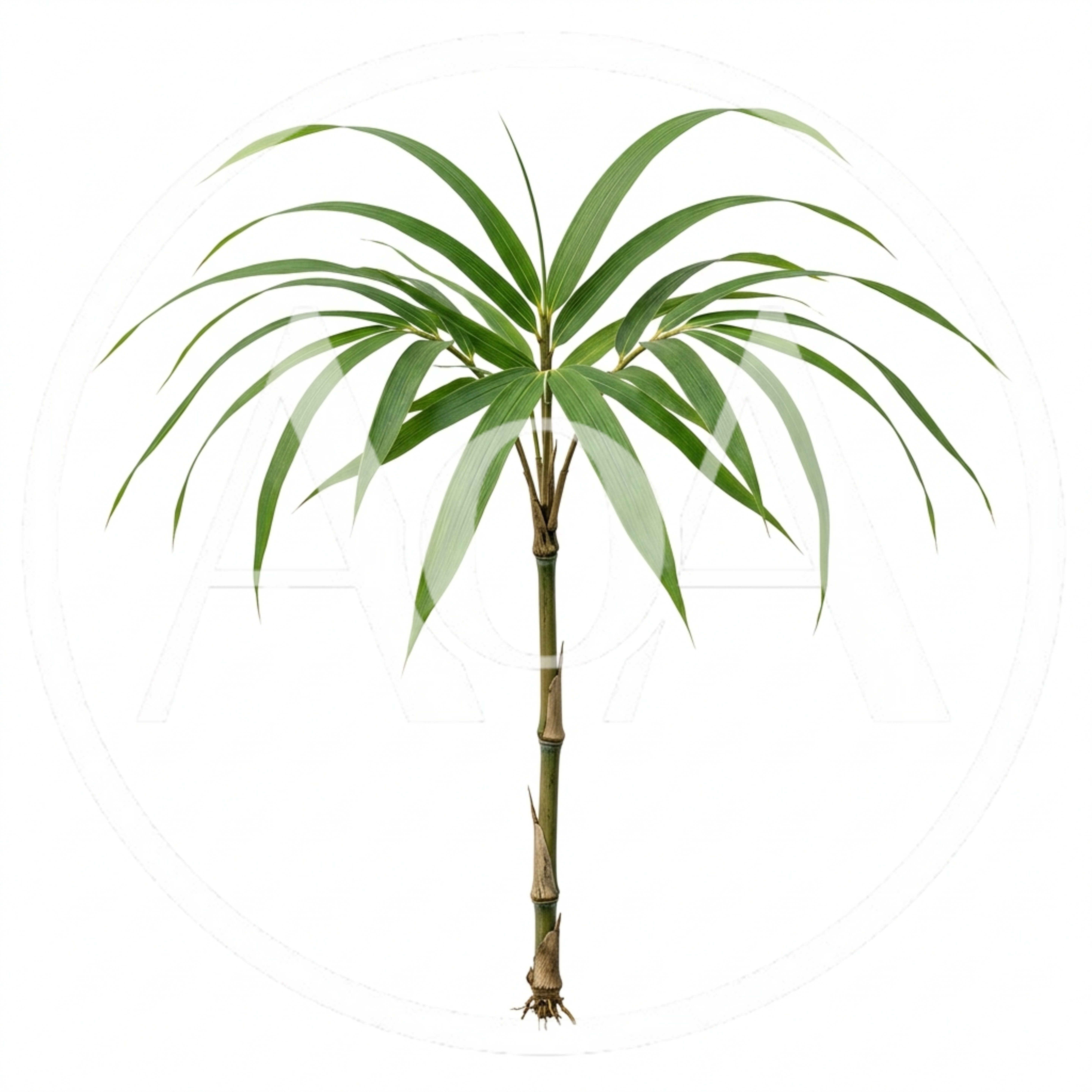 Small Bamboo Plant Isolated On White Background