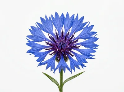Single Vibrant Blue Cornflower Isolated On White Background