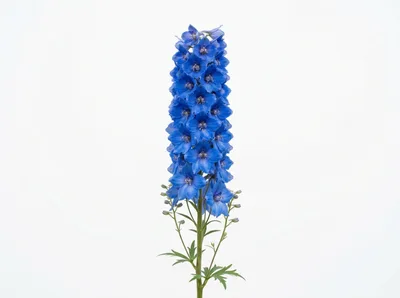 Single Blue Delphinium Flower Spike Isolated