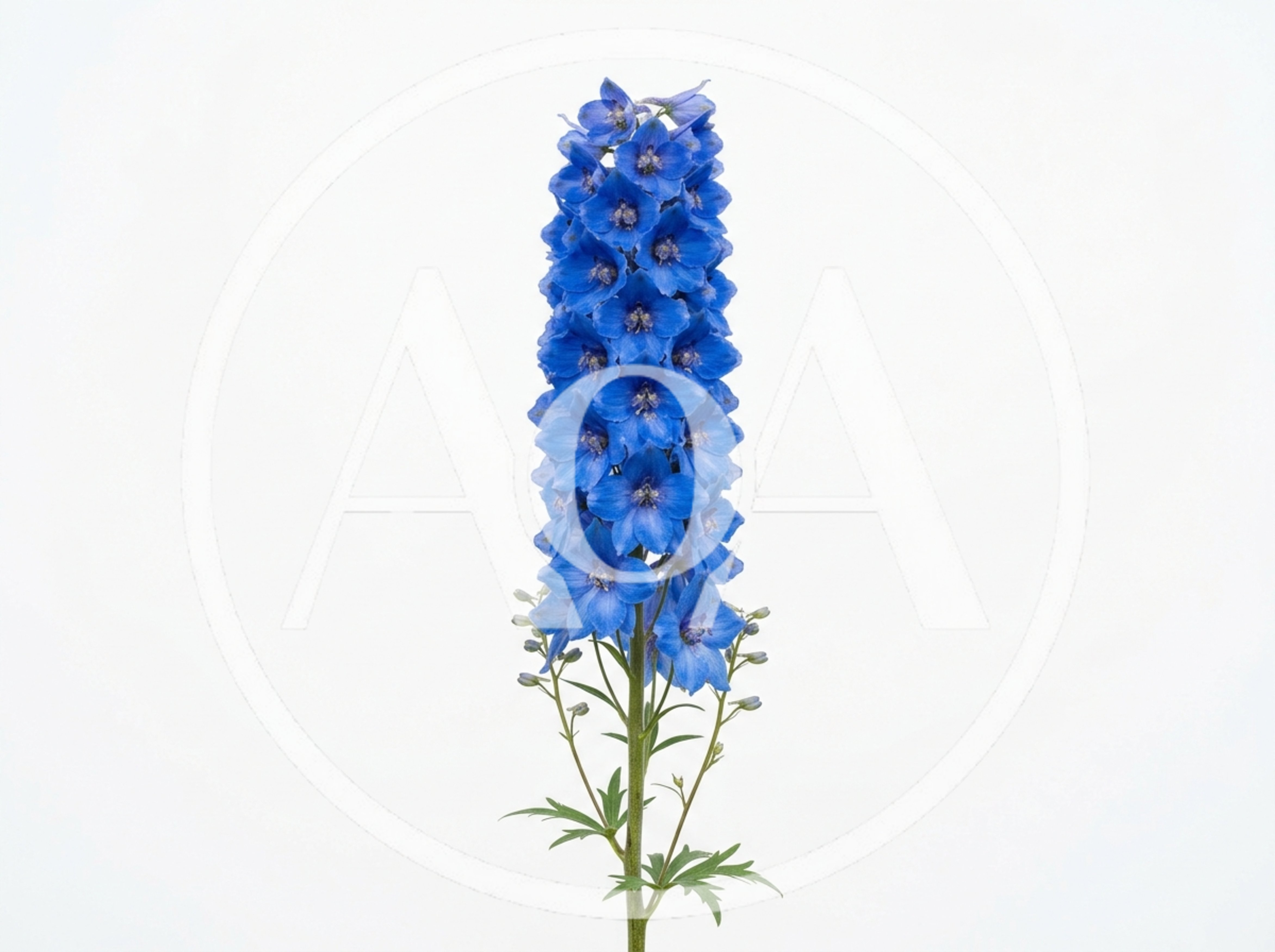 Single Blue Delphinium Flower Spike Isolated