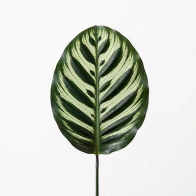 Single Calathea Leaf With Intricate Pattern
