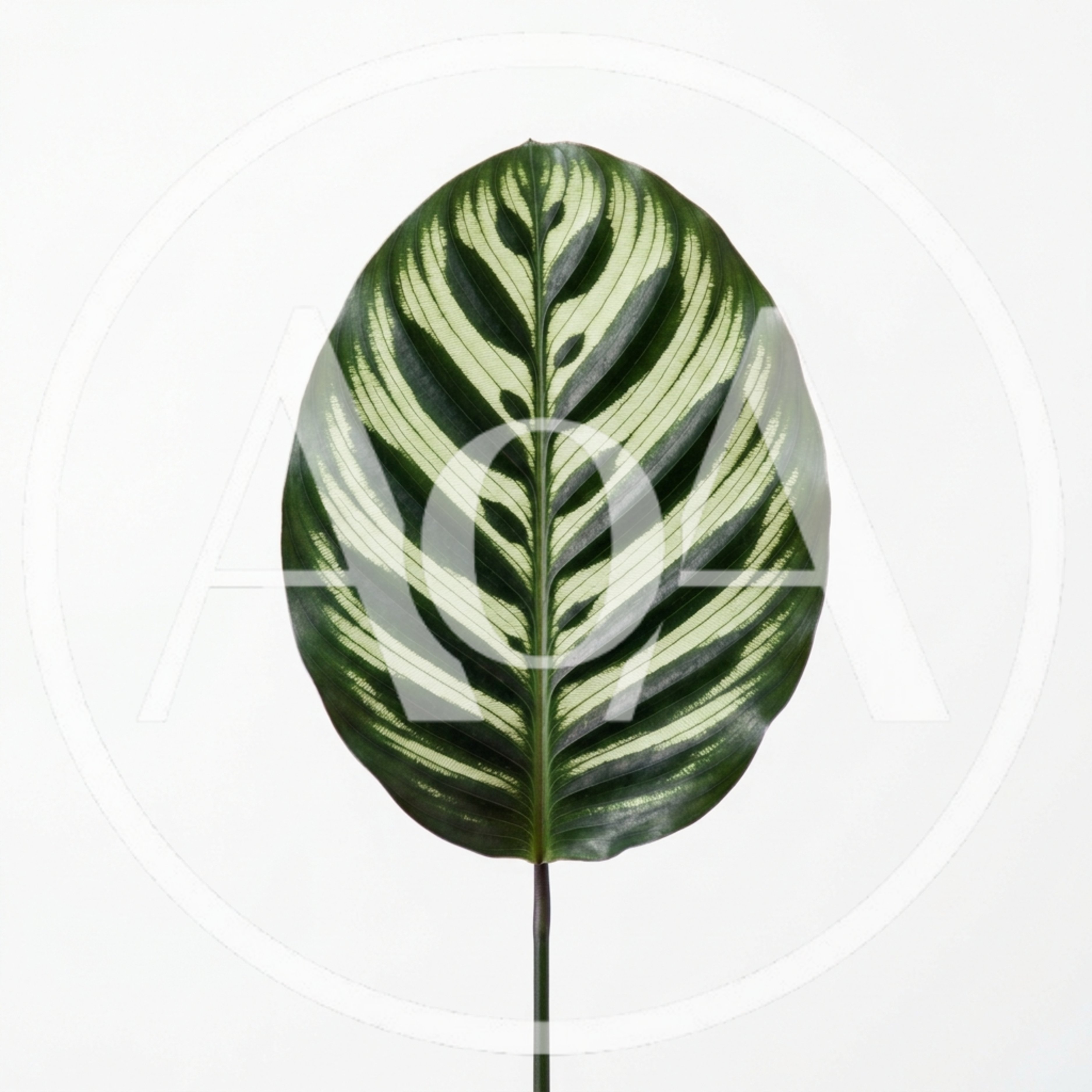 Single Calathea Leaf With Intricate Pattern