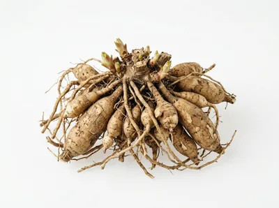 Dahlia Tuber Clump With New Growth Shoots
