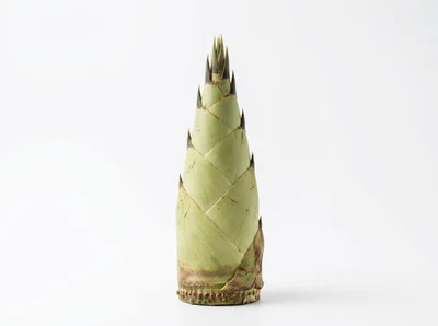Fresh Bamboo Shoot Isolated On White Background