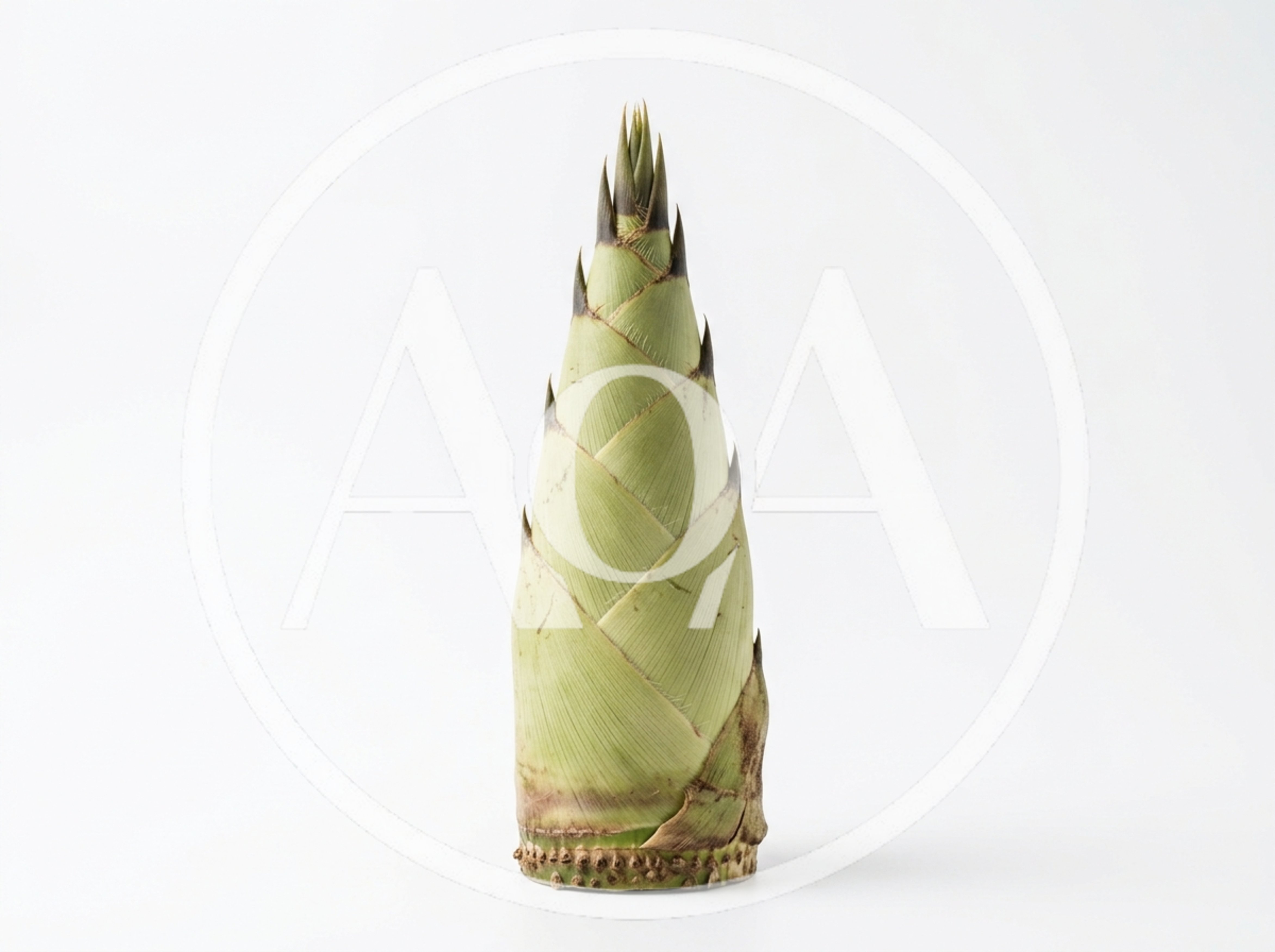 Fresh Bamboo Shoot Isolated On White Background