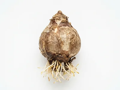 A Single Amaryllis Bulb With Roots