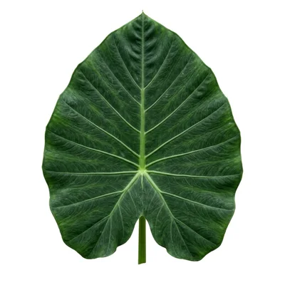 Single Large Green Elephant Ear Leaf Isolated