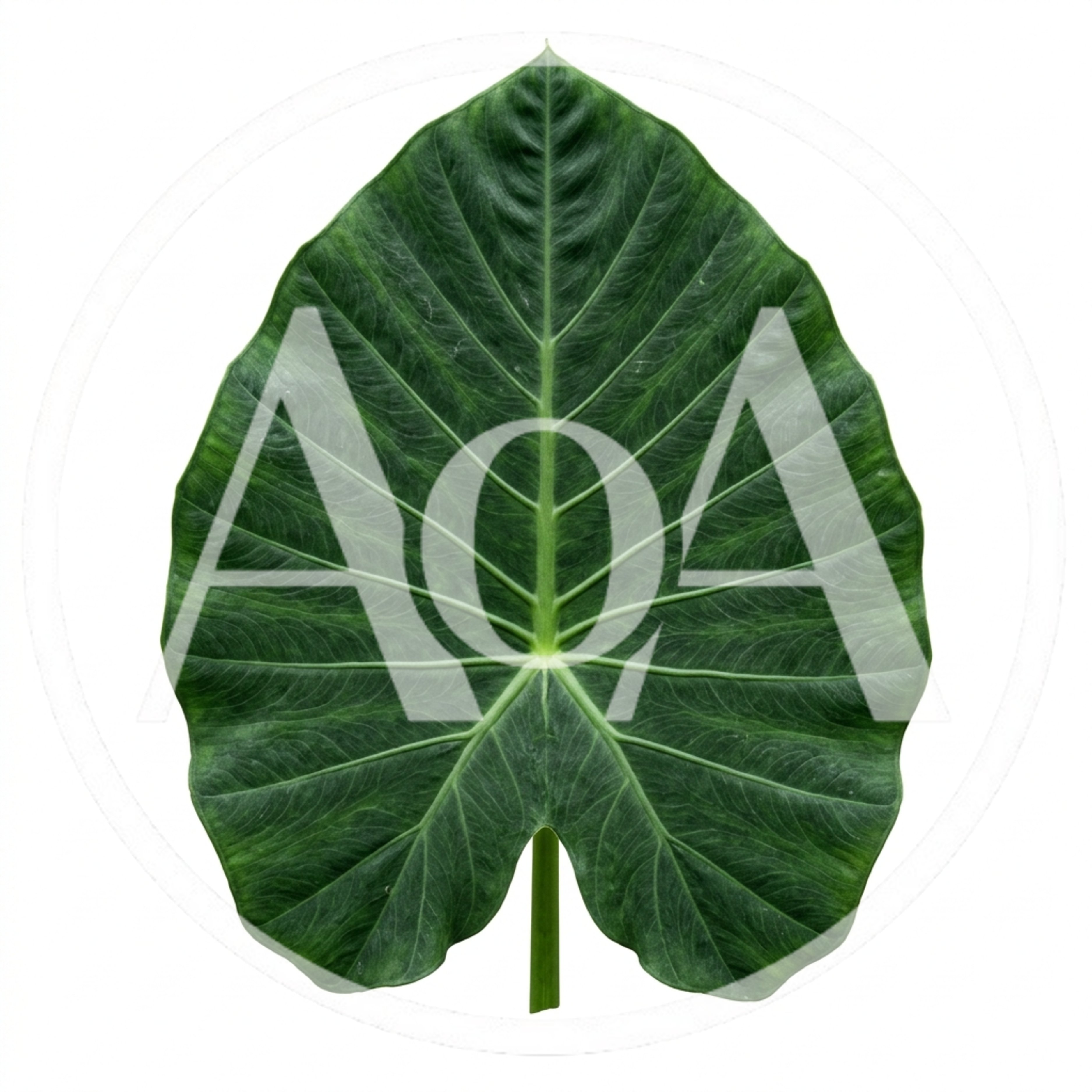Single Large Green Elephant Ear Leaf Isolated