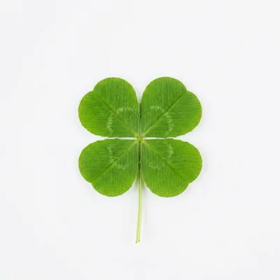 Four Leaf Clover Isolated On White Background