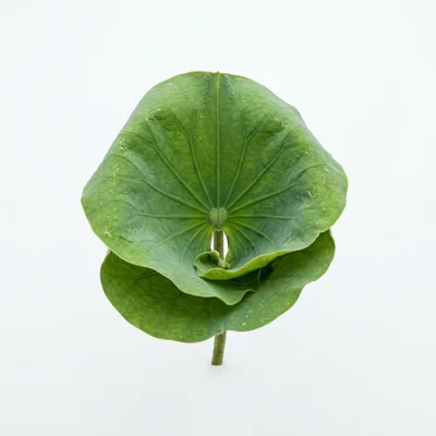 Single Green Lotus Leaf Isolated On White Background