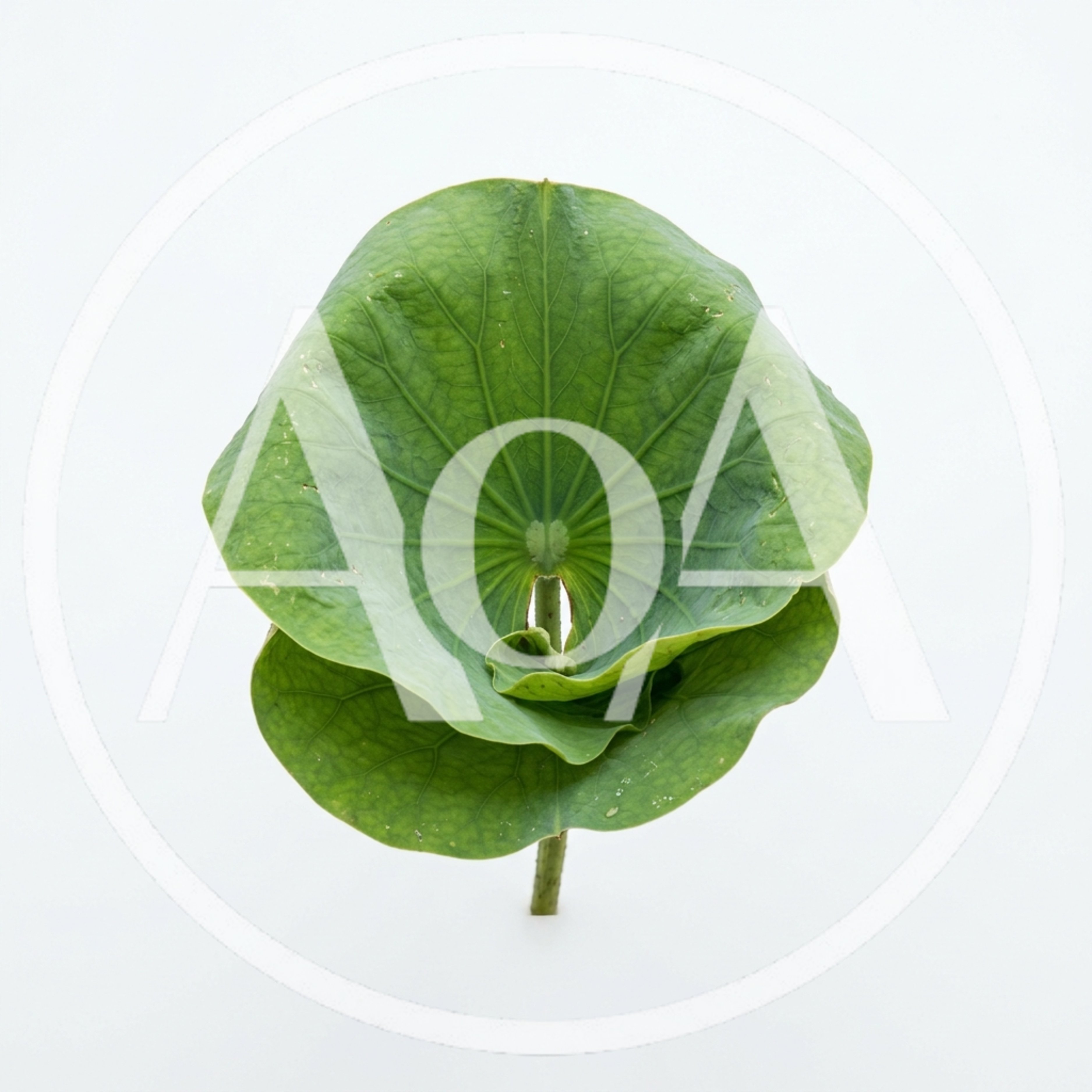 Single Green Lotus Leaf Isolated On White Background