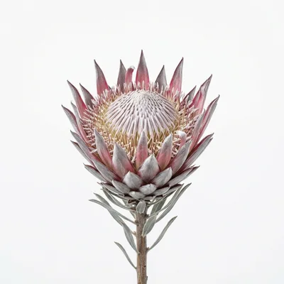 Single King Protea Flower Isolated On White Background