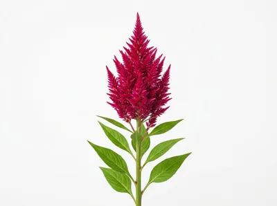 Vibrant Magenta Celosia Flower Stem Isolated On White