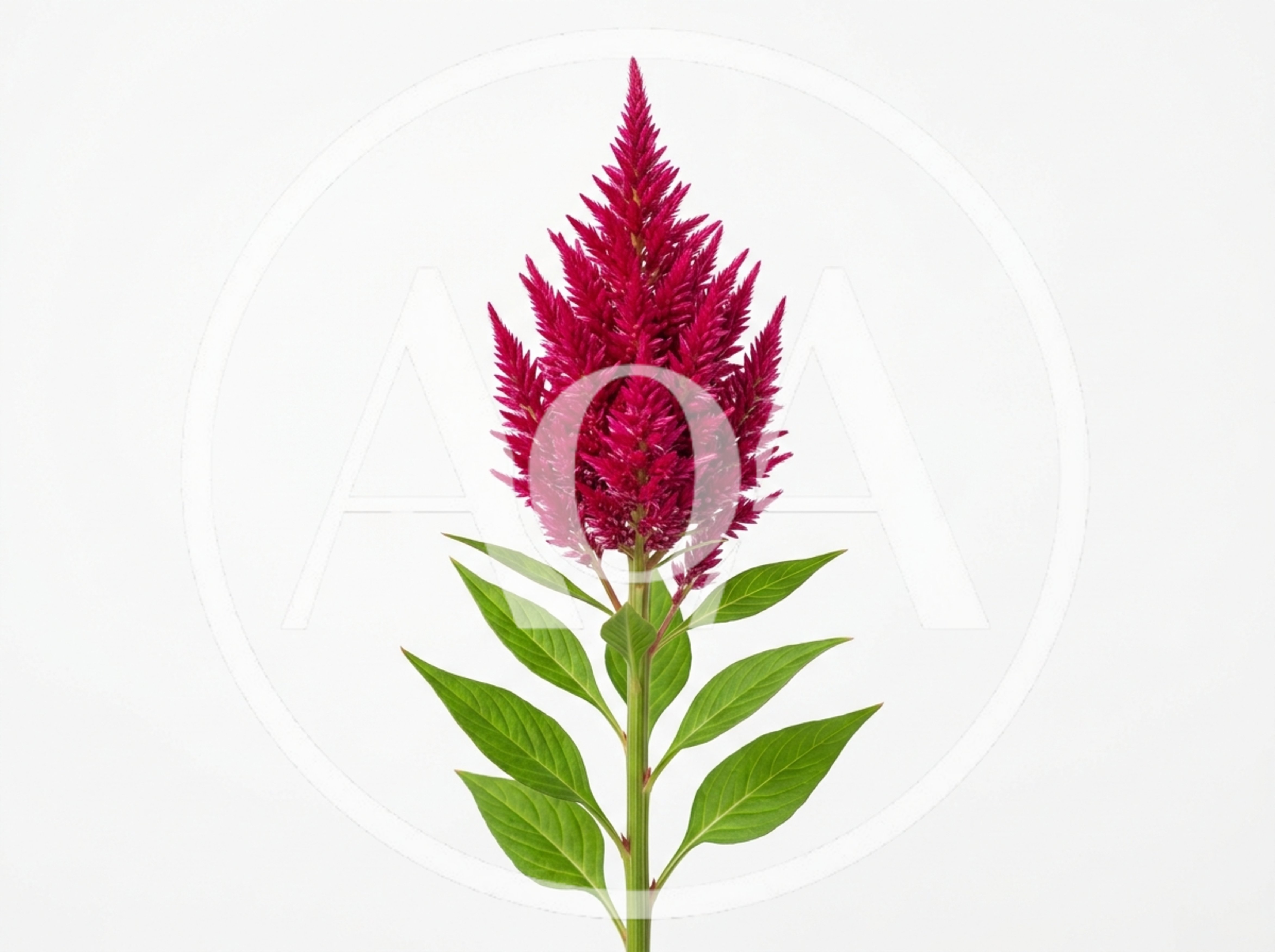 Vibrant Magenta Celosia Flower Stem Isolated On White