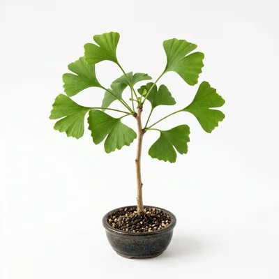 Small Ginkgo Biloba Bonsai Tree In Ceramic Pot