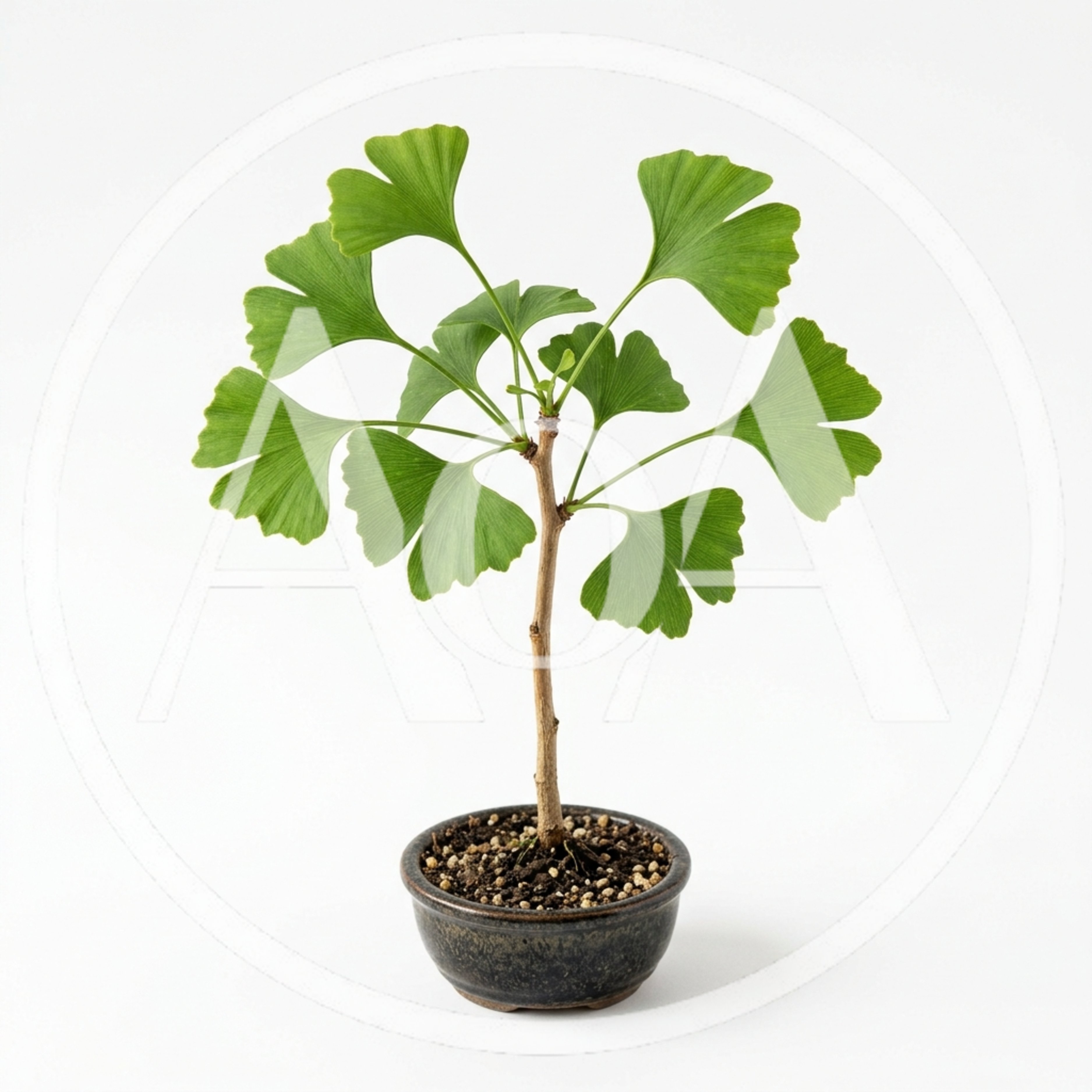 Small Ginkgo Biloba Bonsai Tree In Ceramic Pot