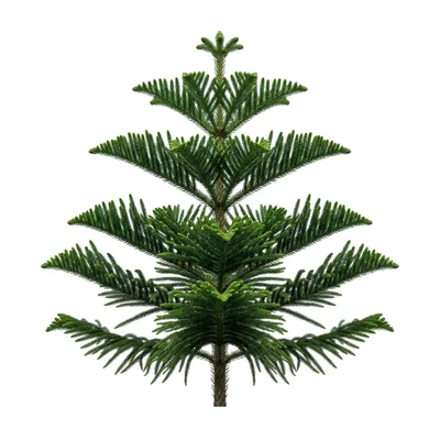 Norfolk Island Pine Tree Isolated On White Background