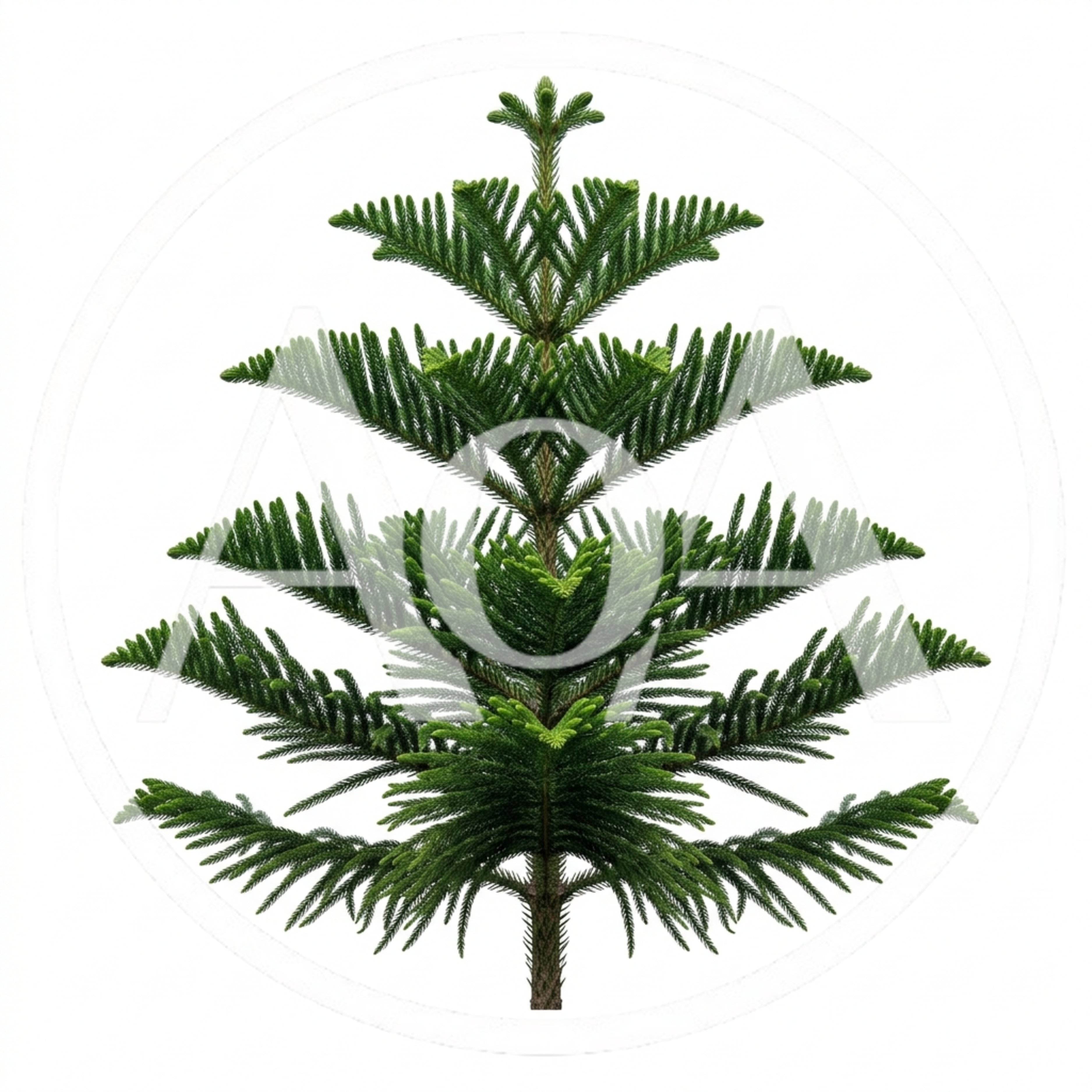 Norfolk Island Pine Tree Isolated On White Background