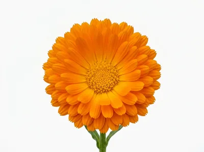 Single Vibrant Orange Calendula Flower Isolated On White