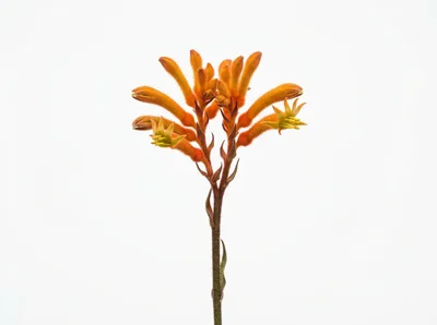 Orange Kangaroo Paw Flower Isolated On White Background