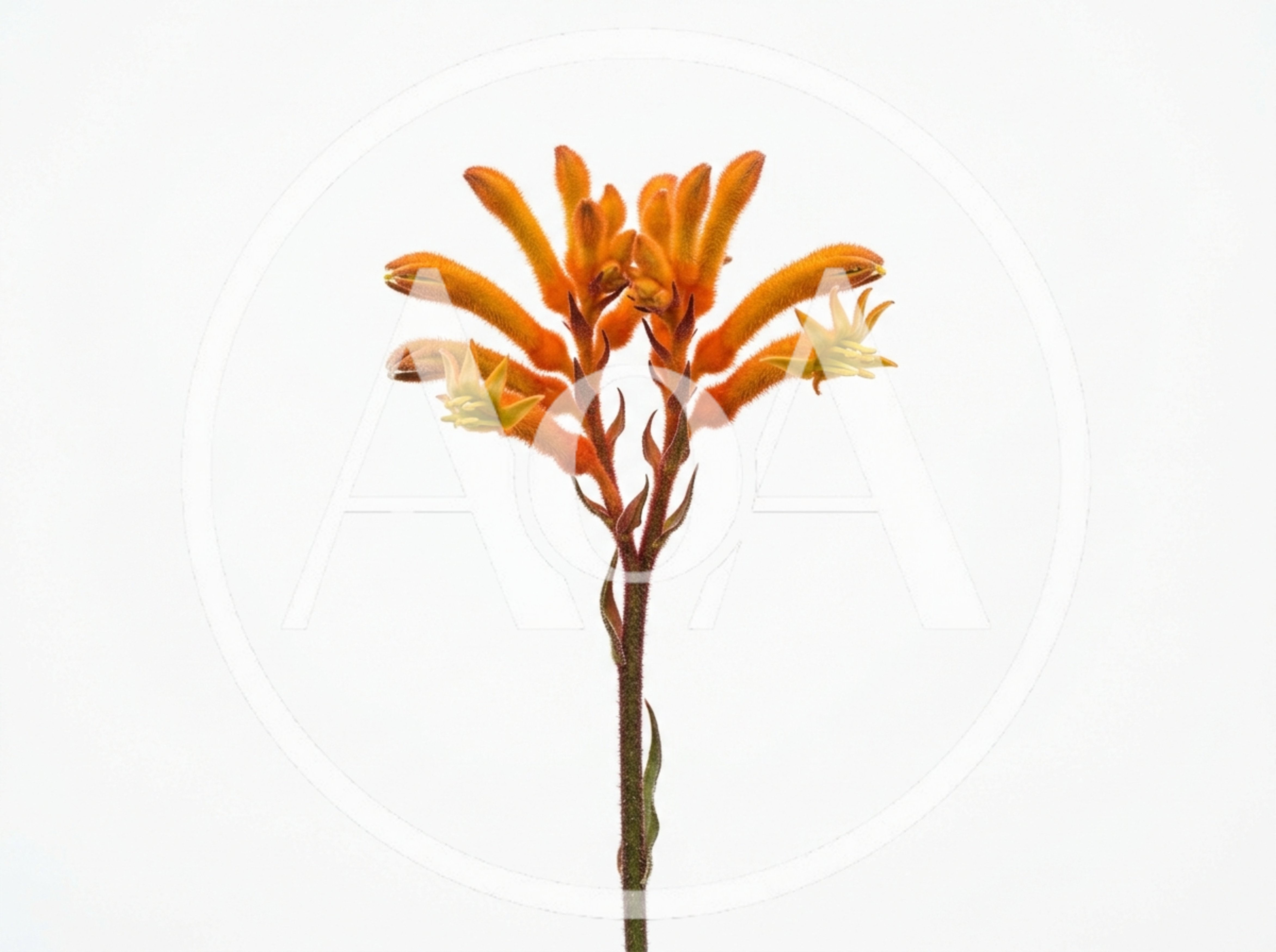 Orange Kangaroo Paw Flower Isolated On White Background